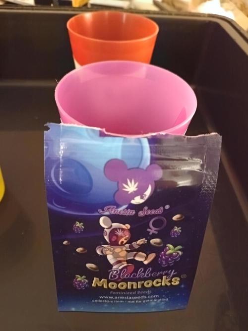 Blackberry Moonrocks. Week 0