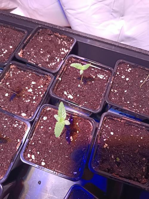 Blackberry Moonrocks. Week 0