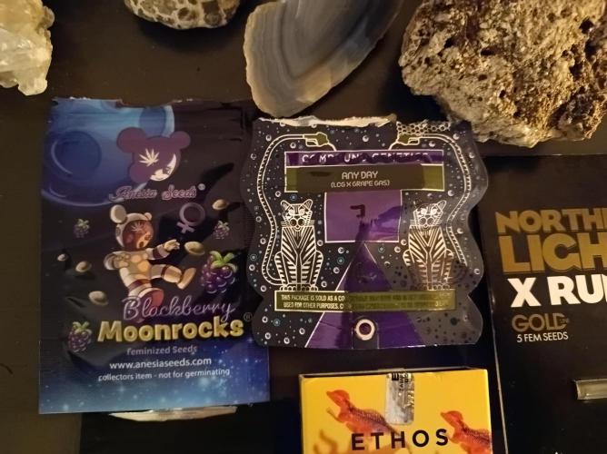 Blackberry Moonrocks. Week 0