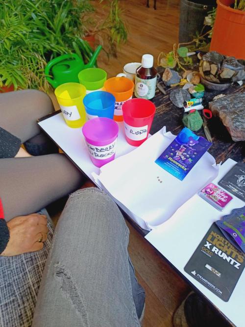 Blackberry Moonrocks. Week 0