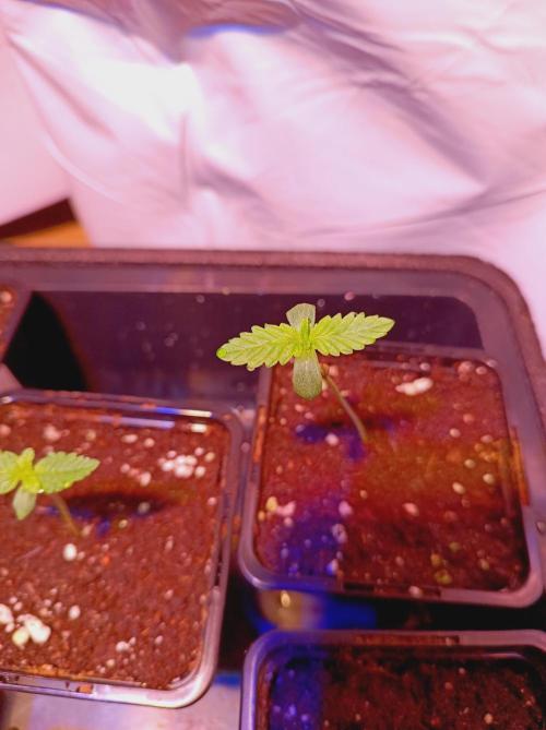 NL x Runtz🌌. Week 0