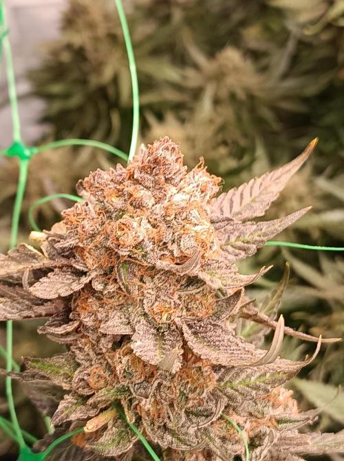 Epic Buzz🚀. Week 19