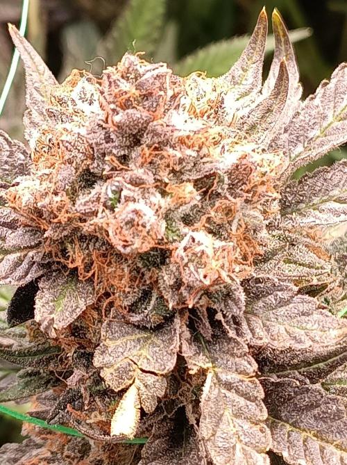 Epic Buzz🚀. Week 19