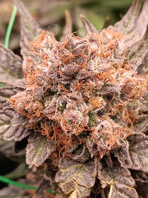 Epic Buzz🚀. Week 19