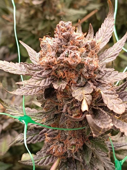 Epic Buzz🚀. Week 19