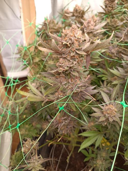 Epic Buzz🚀. Week 19