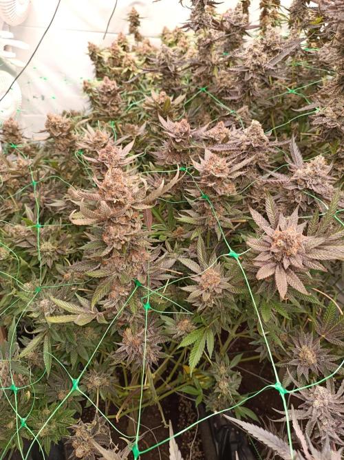 Epic Buzz🚀. Week 19