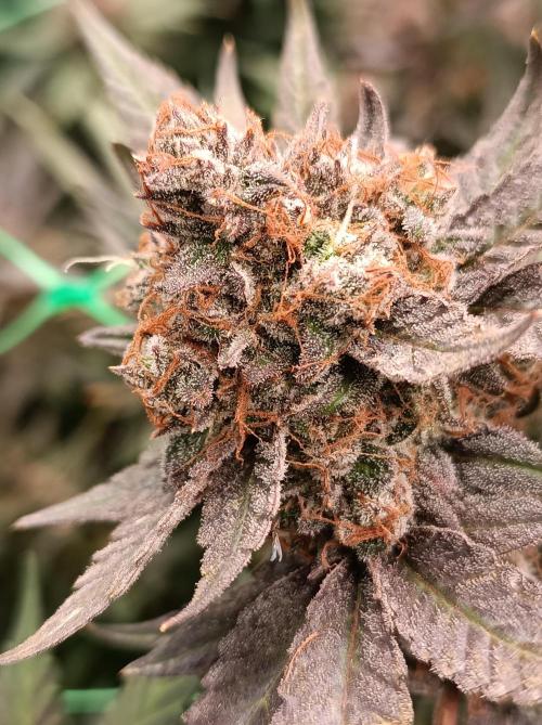 Epic Buzz🚀. Week 19