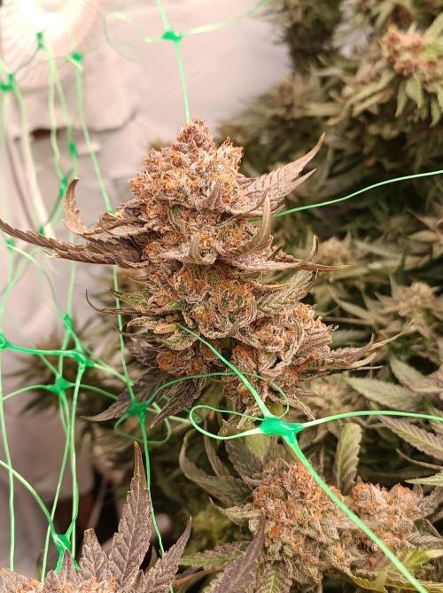 Epic Buzz🚀. Week 19