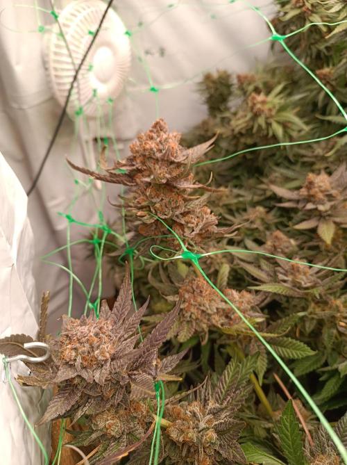 Epic Buzz🚀. Week 19