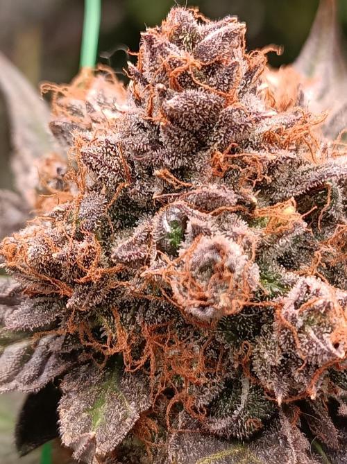 Epic Buzz🚀. Week 19