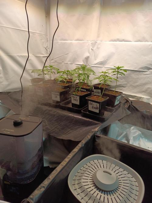 Any Day⛽️🍇🍋. Week 2