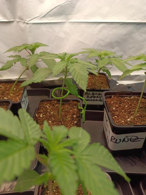 Any Day⛽️🍇🍋. Week 2