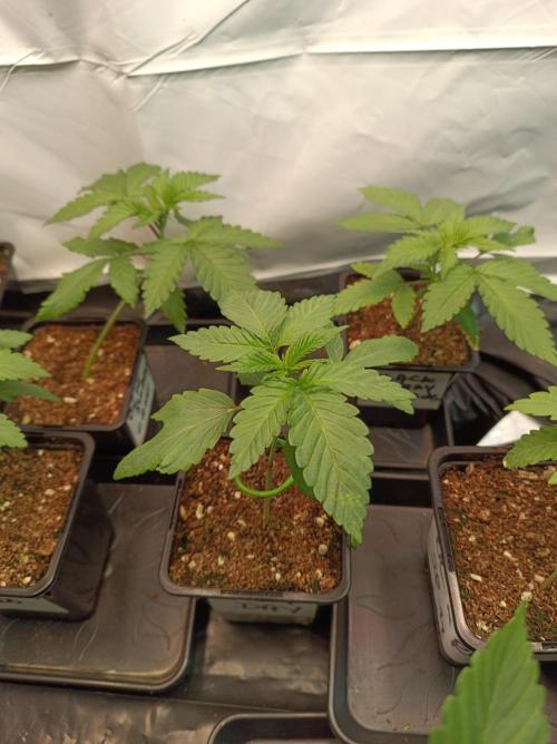 Any Day⛽️🍇🍋. Week 2