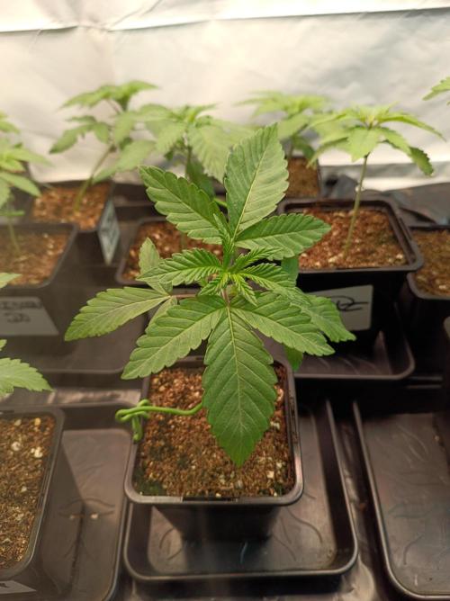 Any Day⛽️🍇🍋. Week 2