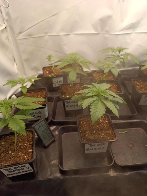 Blue Zushi🍣⛩️. Week 2