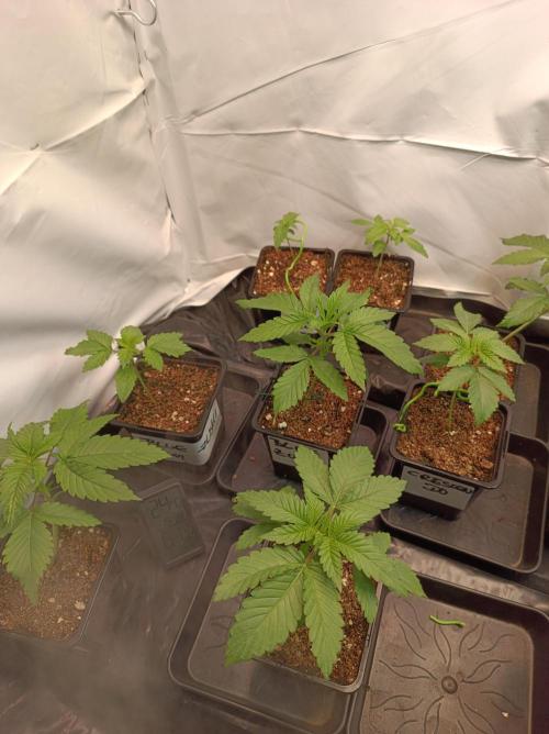 Blue Zushi🍣⛩️. Week 2 - Day 12