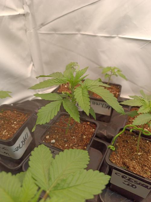 Blue Zushi🍣⛩️. Week 2