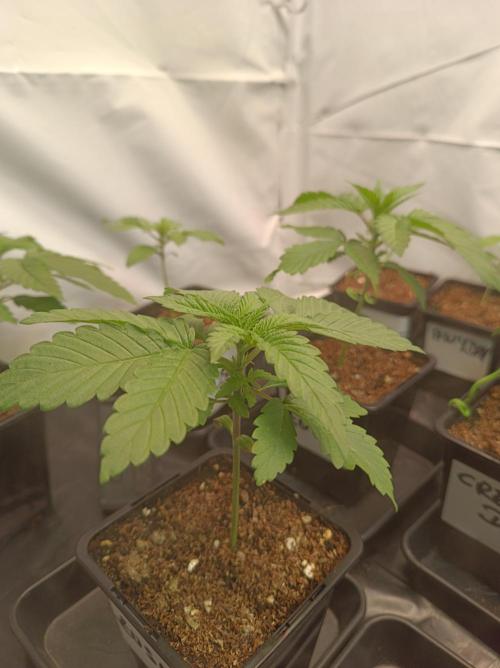 Blue Zushi🍣⛩️. Week 2