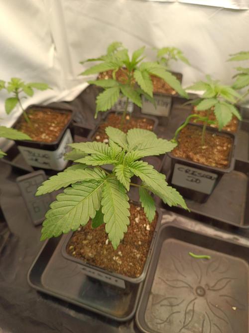 Blue Zushi🍣⛩️. Week 2