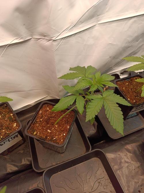 Blueberry Cane. Week 2 - Day 12