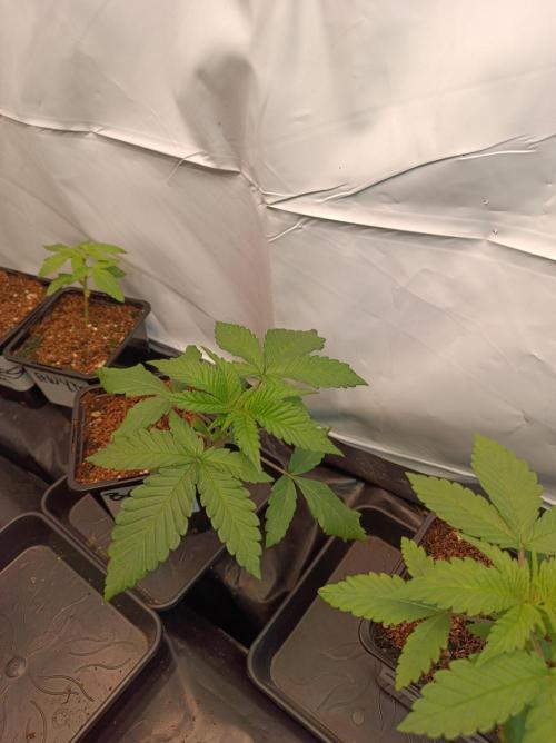 Blueberry Cane. Week 2