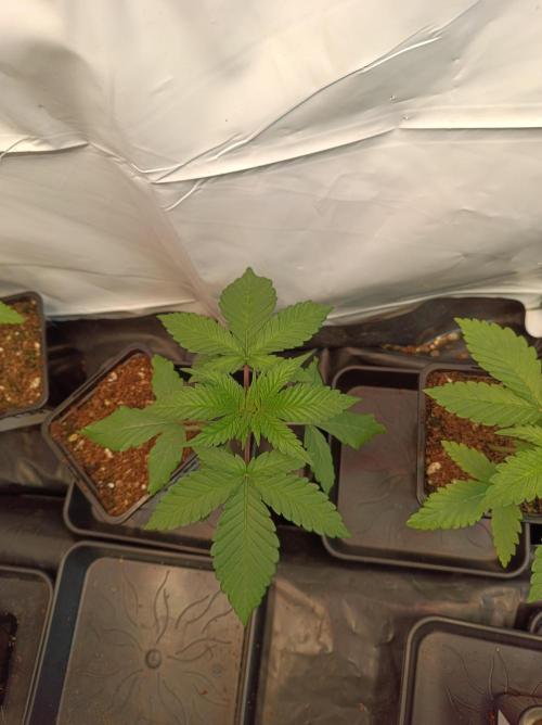 Blueberry Cane. Week 2