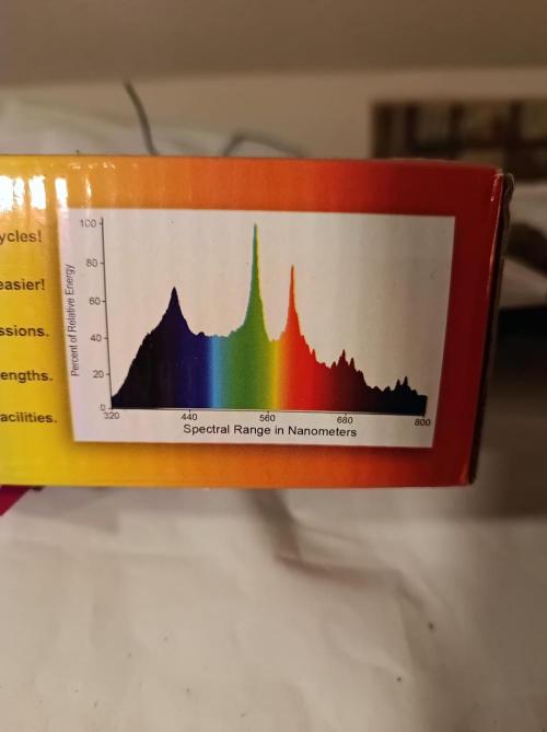Blueberry Cane. Week 2