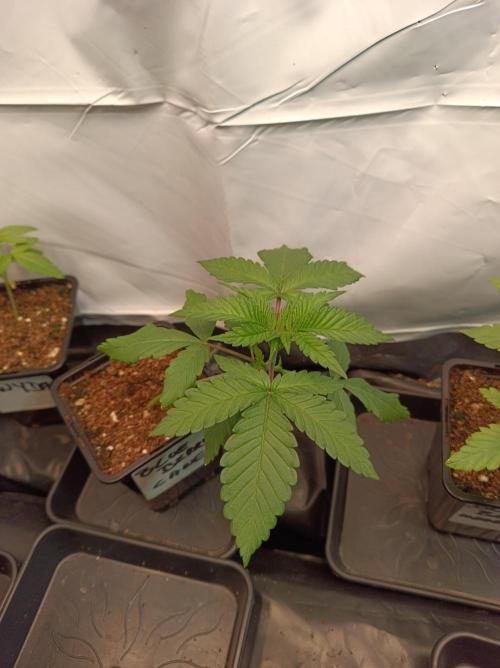 Blueberry Cane. Week 2