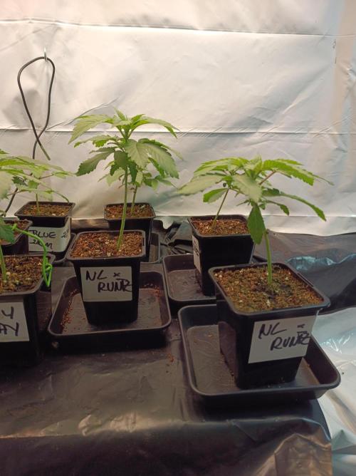 NL x Runtz🌌. Week 2