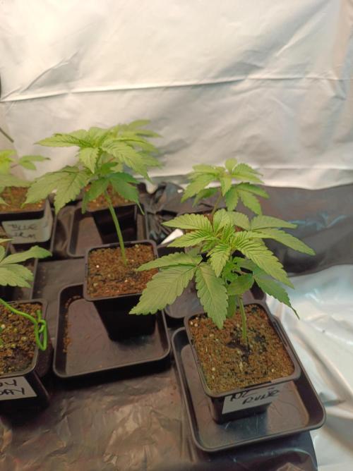 NL x Runtz🌌. Week 2