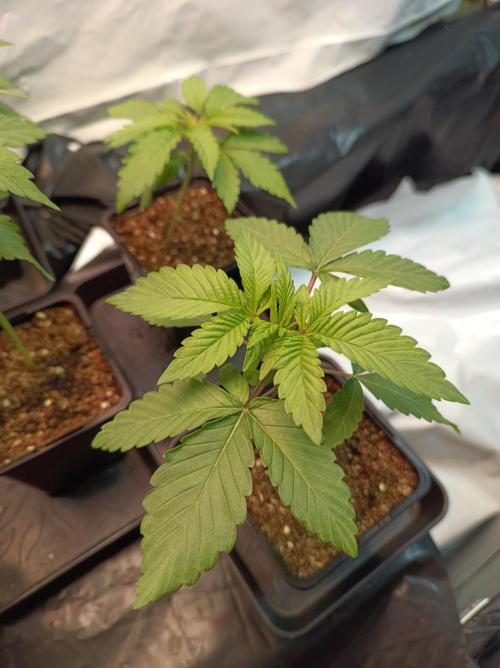 NL x Runtz🌌. Week 2