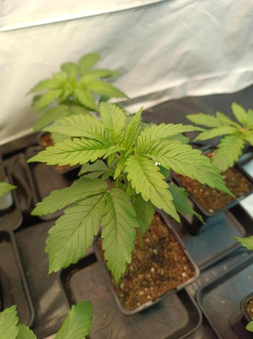 NL x Runtz🌌. Week 2