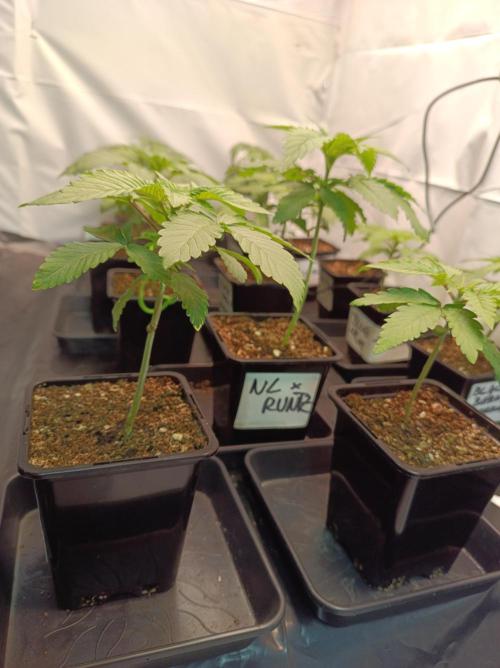 NL x Runtz🌌. Week 2