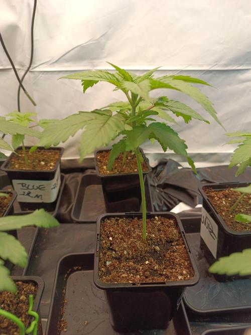 NL x Runtz🌌. Week 2