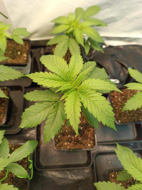 NL x Runtz🌌. Week 2 - Day 14