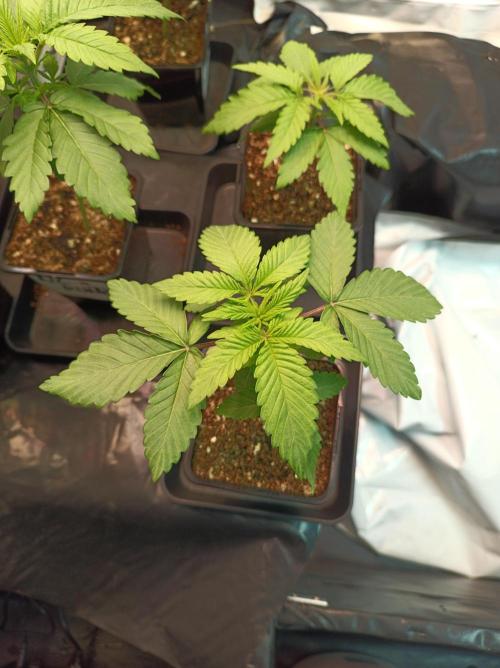 NL x Runtz🌌. Week 2