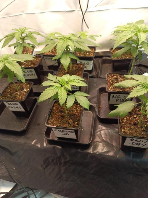 Crescendo 🦖. Week 2 - Day 14