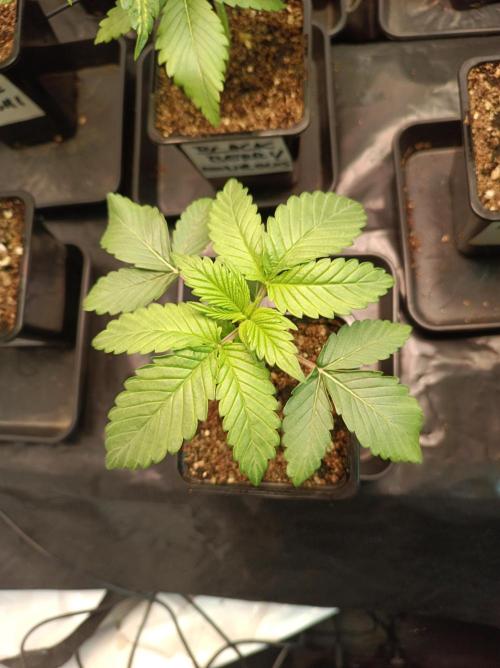 Crescendo 🦖. Week 2