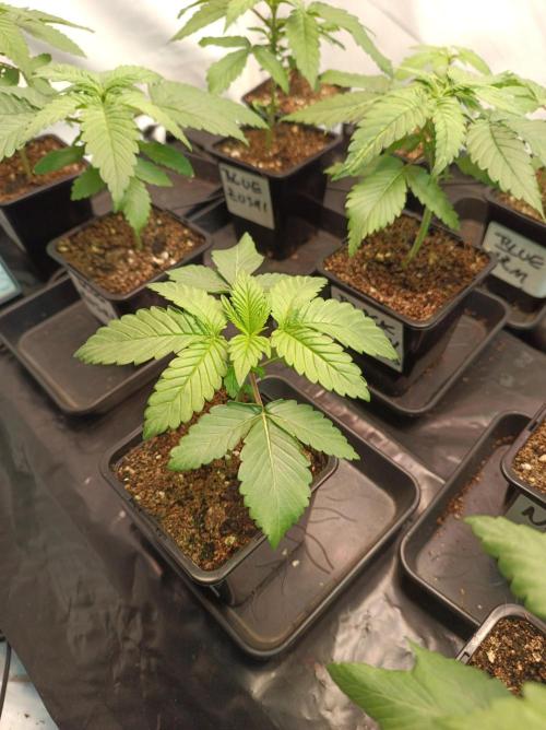 Crescendo 🦖. Week 2