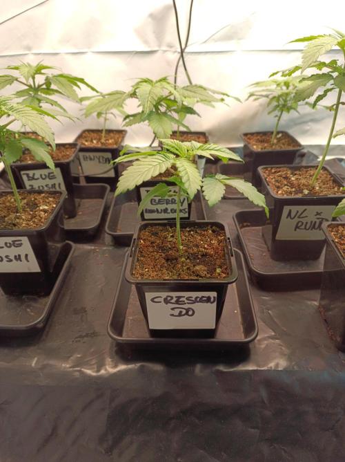 Crescendo 🦖. Week 2