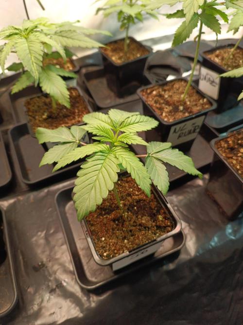 Crescendo 🦖. Week 2