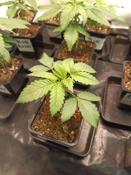 Crescendo 🦖. Week 2