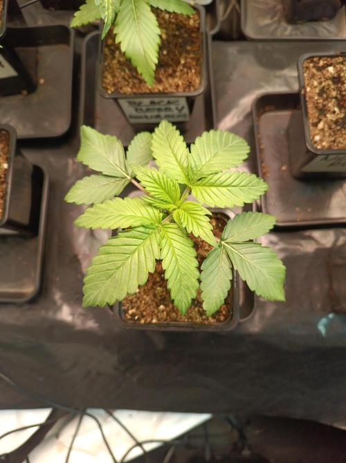 Crescendo 🦖. Week 2