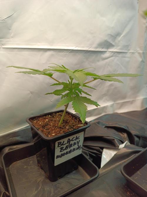 Blackberry Moonrocks. Week 2