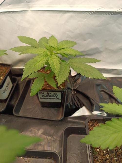 Blackberry Moonrocks. Week 2