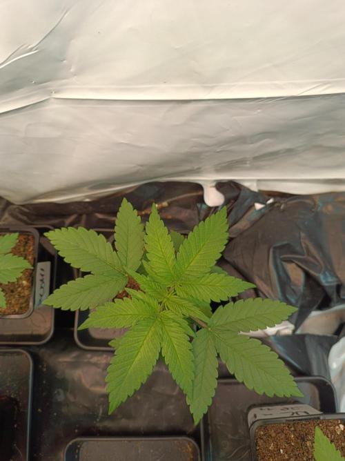 Blackberry Moonrocks. Week 2 - Day 14