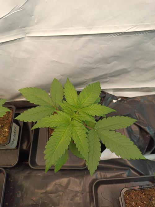 Blackberry Moonrocks. Week 2