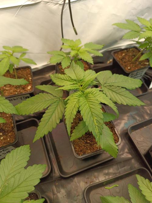 Blackberry Moonrocks. Week 2