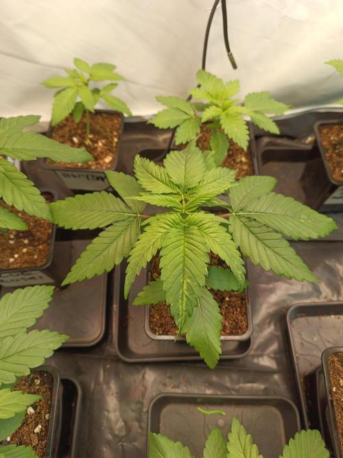 Blackberry Moonrocks. Week 2